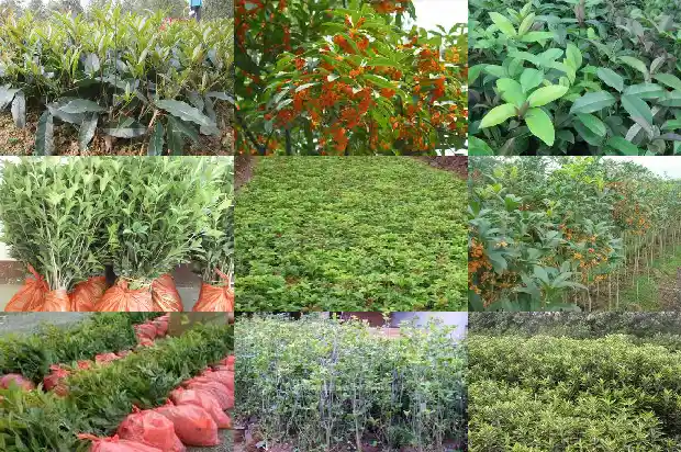 大的桂花树怎么移植好呢1686530027890