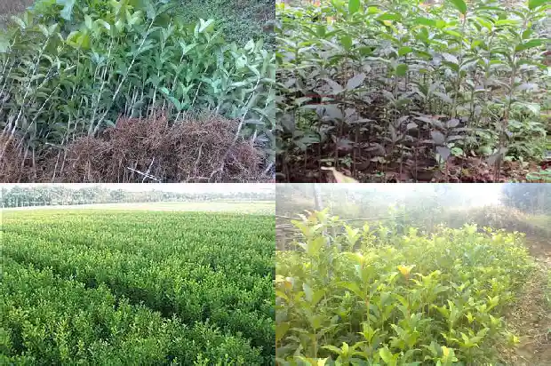 大的桂花树怎么移植好呢1686530027935
