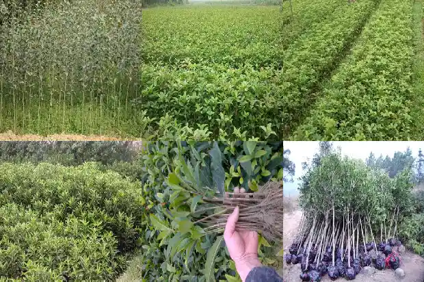 大的桂花树怎么移植好活1686530047948