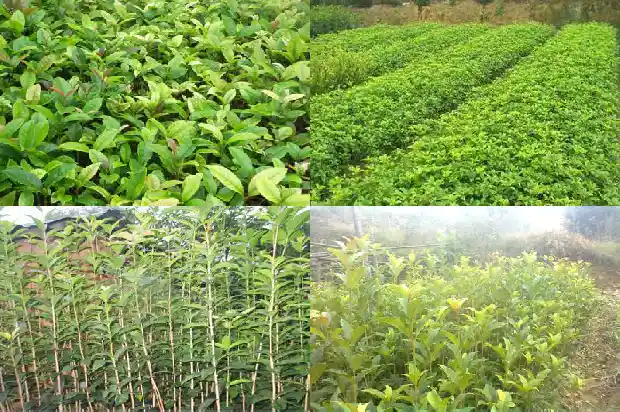 大的桂花树怎么移植好活1686530047994