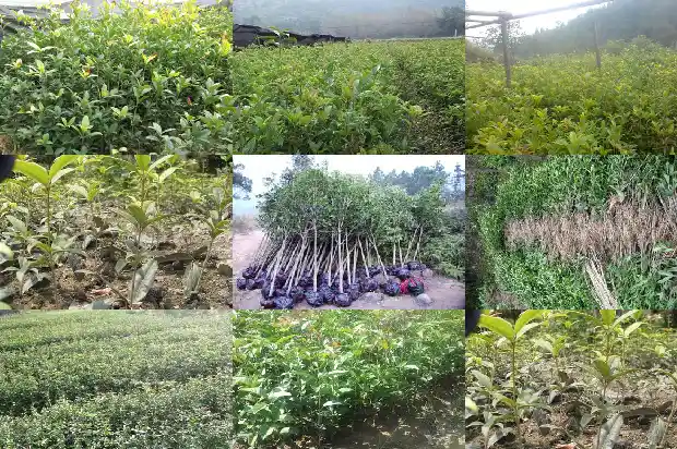 大的桂花树怎么移植好活1686530048039