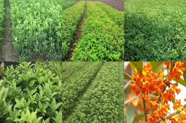 大桂花树怎么移植叶子掉光只剩几片叶1686530063725