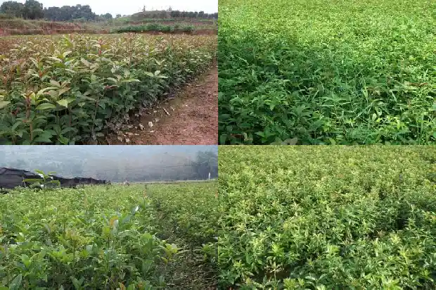 大桂花树怎么移植叶子掉光只剩几片叶1686530063770
