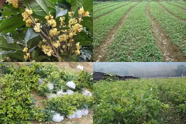 大桂花树怎么移植季节最佳1686530103970