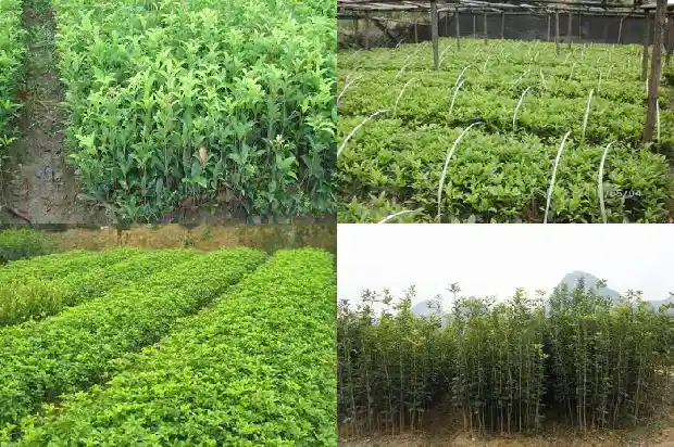 大桂花树怎样移栽才能活1686530147587