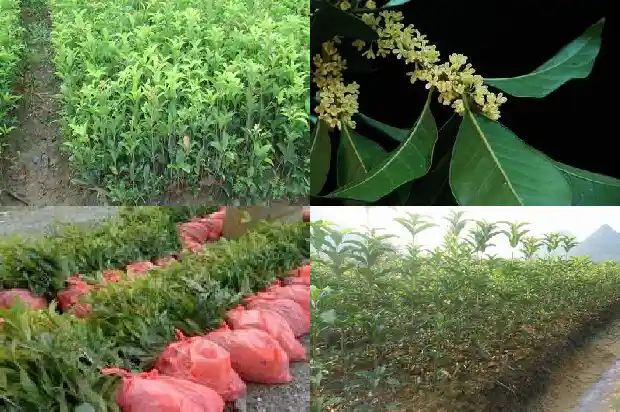 大桂花树怎样移栽才能活1686530147682