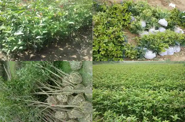 大桂花树怎样移栽才能活1686530147729