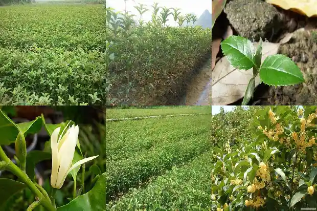 桂花可以和藏红花1688948561191