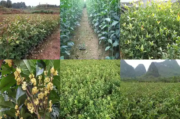 移栽桂花树如何使用树营养液和土壤1686530195092