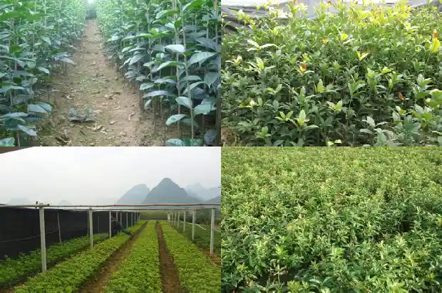 桂花树移植生根液怎么使用1686530217564