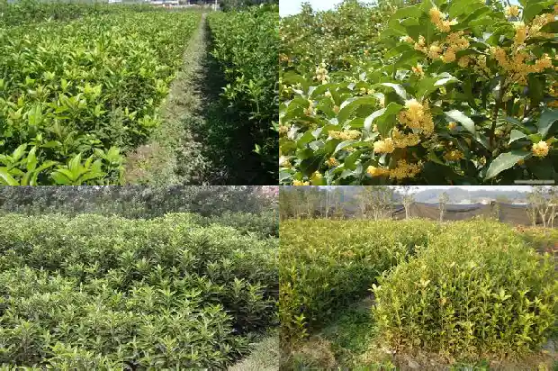 桂花树移植生根液怎么使用1686530217611