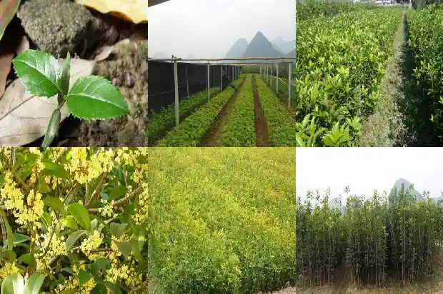 桂花树移植生根液怎么使用1686530217659
