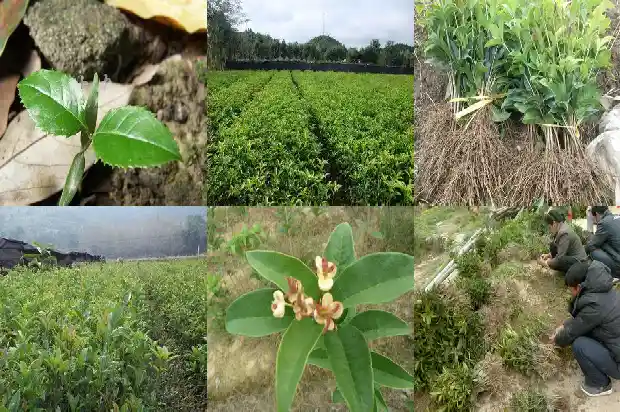 桂花树移植生根液怎么使用1686530217707