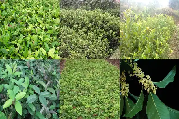 桂花树好种吗怎么种的1686530261654