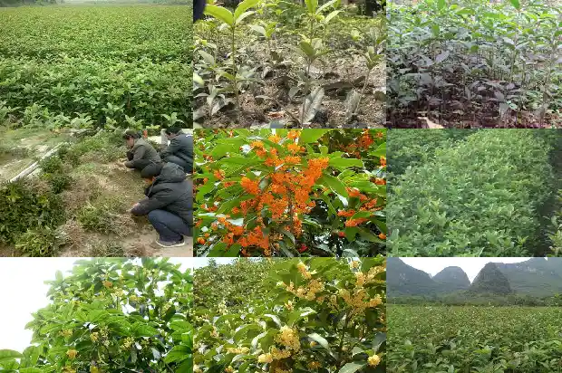 桂花树好种吗怎么种的1686530261701