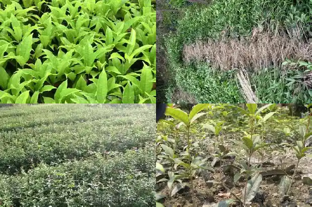 桂花树好种吗怎么种的1686530261796