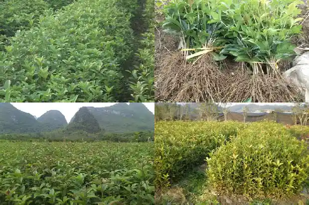 桂花树好种吗在哪里买1686530282167
