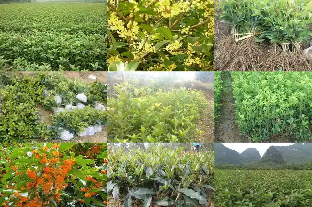 家种桂花树好吗风水好吗1686530302608