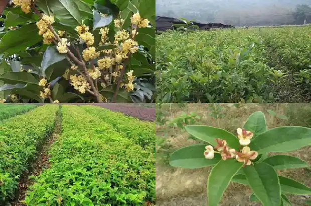 大桂花树怎么移栽成活率高一点呢1686530326372