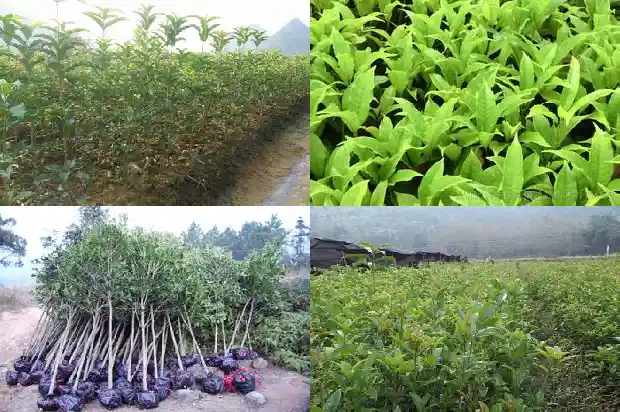 大桂花树怎么移栽成活率高一点呢1686530326466