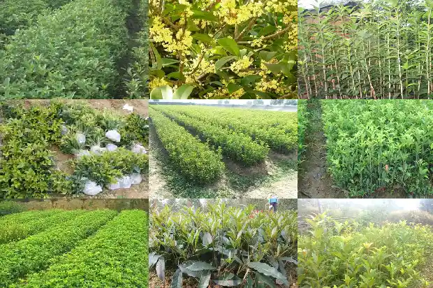 现在怎么种植大桂花树呢1686530346427