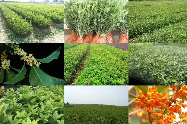 现在怎么种植大桂花树呢1686530346473