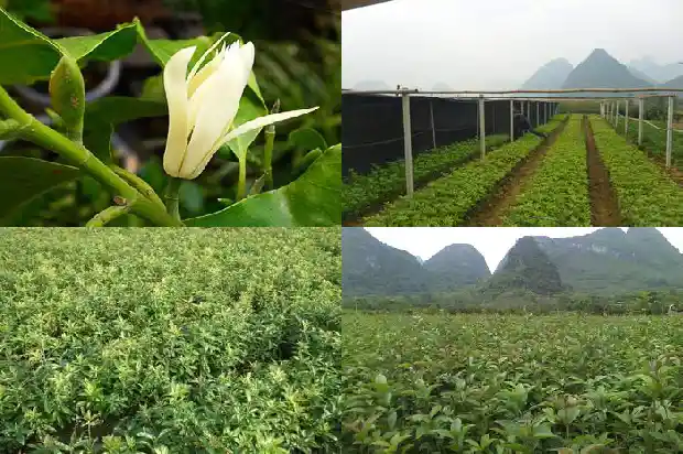 小桂花树移植怎保成活1686530367211