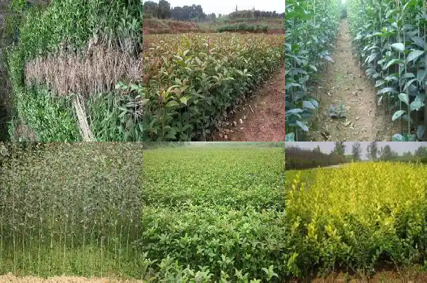 小桂花树移植怎保成活1686530367256