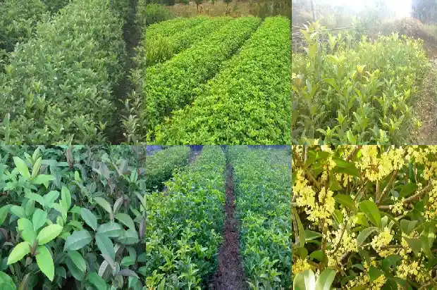 桂花树苗移植怎保成活1686530384048