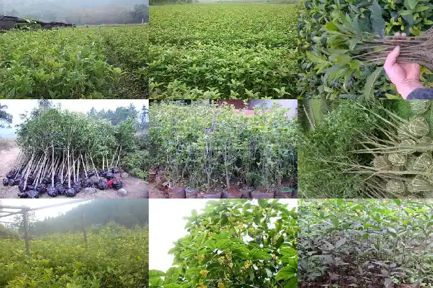 四十年的金桂花价格1690072850725