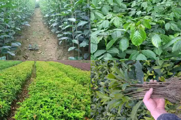 移植大桂花树如何修剪1686530408448