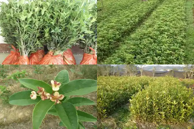 移植大桂花树如何修剪1686530408495