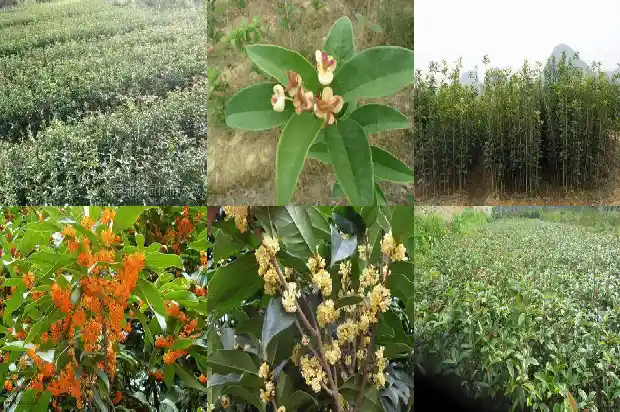 移植大桂花树如何修剪1686530408541