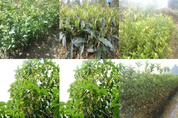 桂花树苗能栽多远一棵1690591478643