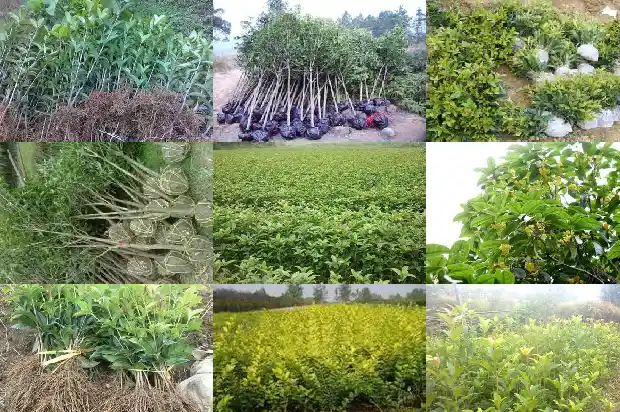 桂花哪两次开花时间最长1688861499523