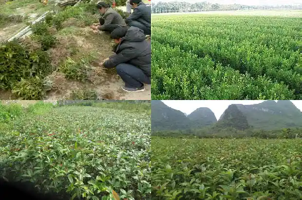 大桂花树移栽要去叶吗1686530496513