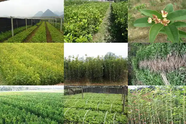 大桂花树移栽要去叶吗1686530496561