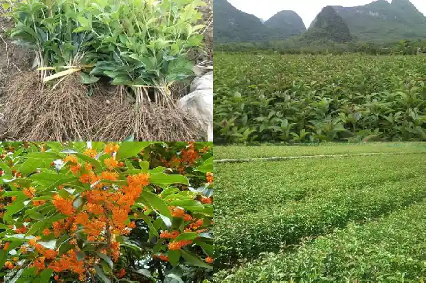 大桂花现在移栽成活率高不高1686530522817