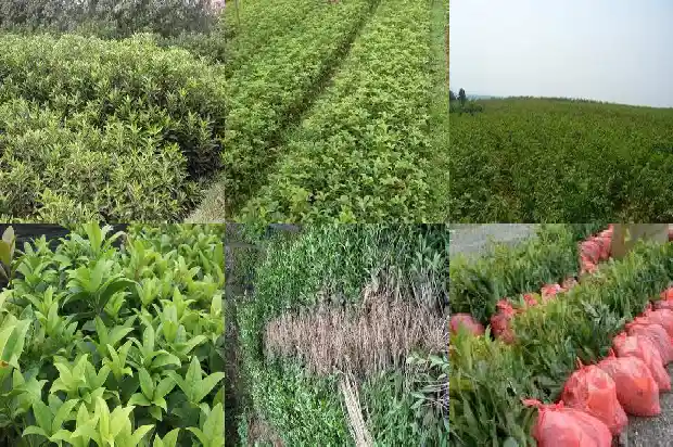 大桂花现在移栽成活率高不高1686530522912