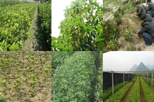 浏阳桂花树批发价格表最新消息1690331374765