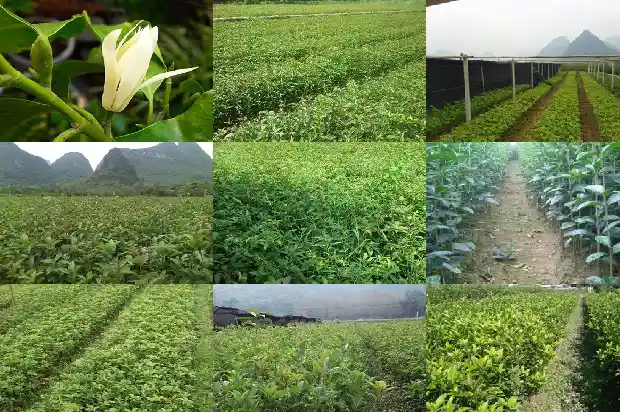 桂花多少钱一斤啊现在卖1686530538805