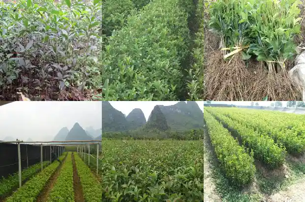 桂花果市场价格行情1686530554164