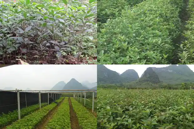 5克桂花大概是多少1686530570049