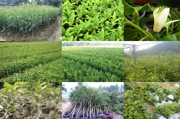 桂花5克有多少1686530595348