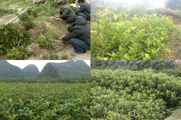 桂花5克大概是多少粒呢1686530676019