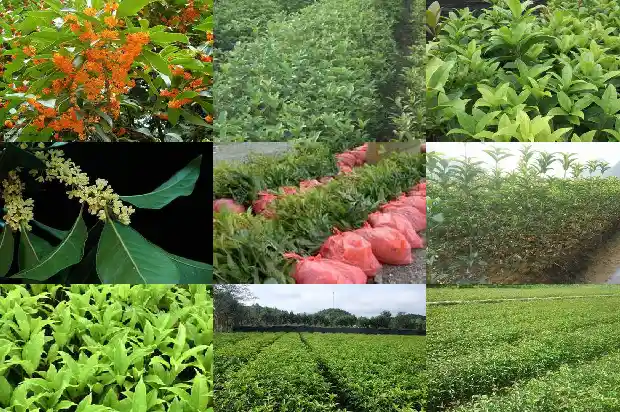 桂花树苗大的好活还是小的好活呀怎么回事1688862129574
