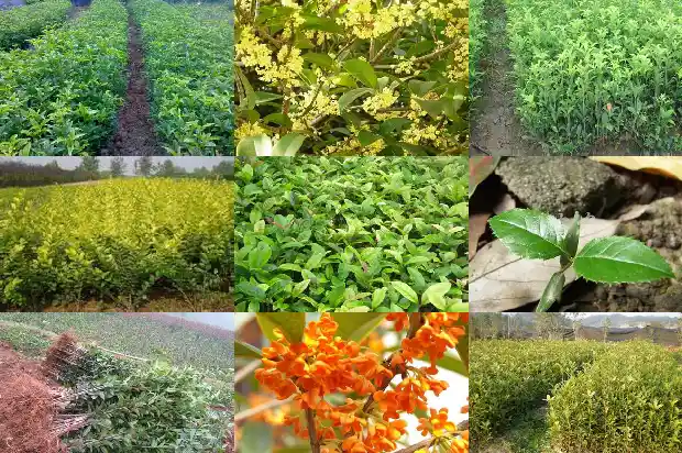 桂花一次用多少克1686530708569