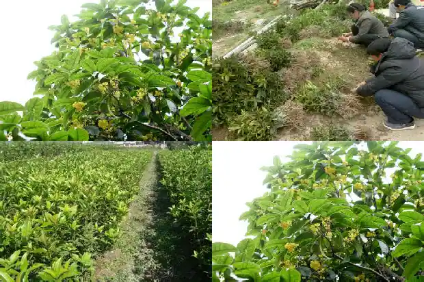 2014年桂花树价格表大全1689838464791