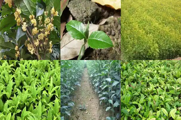 桂花果价格多少1686530756219