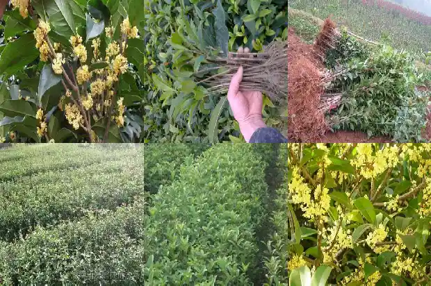 桂花果价格多少1686530756314